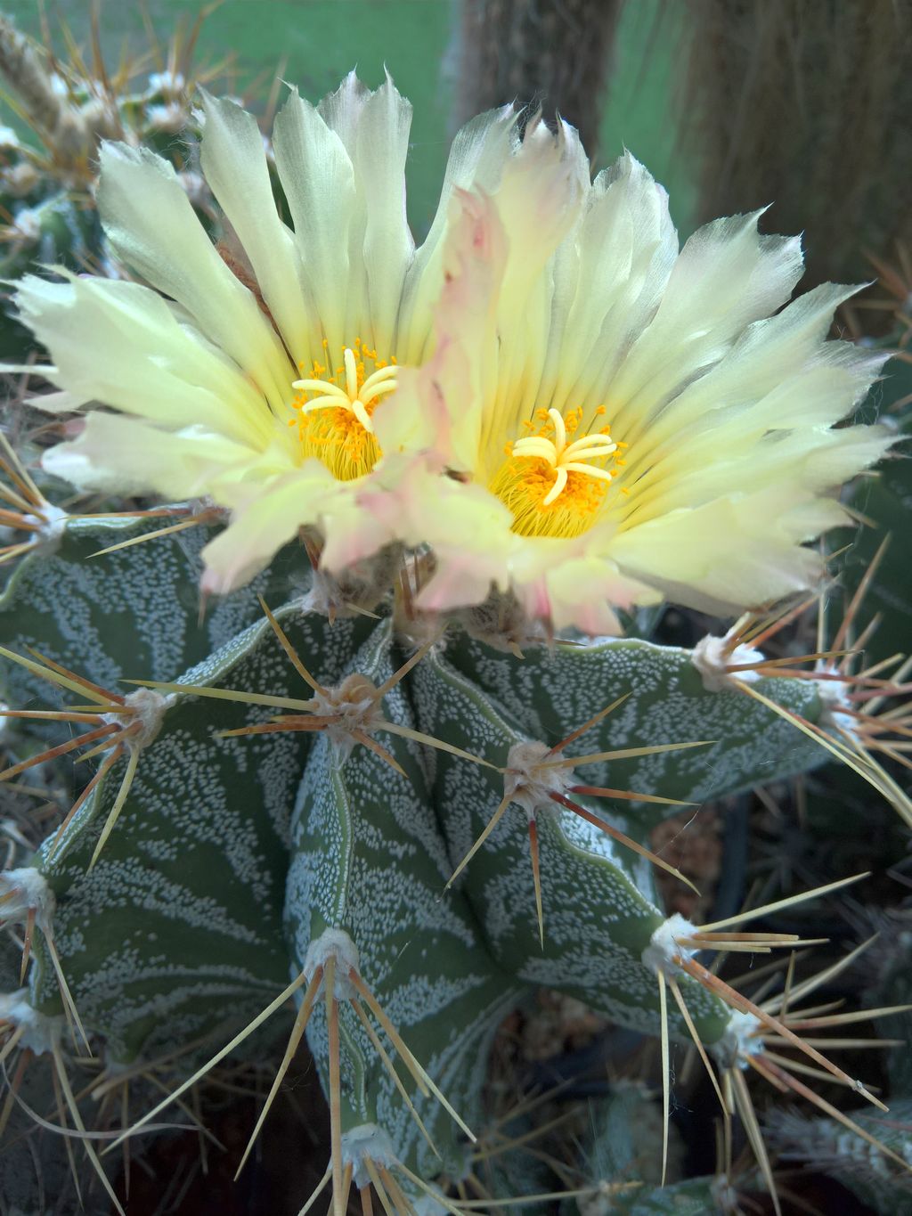 Astrophytum ornatum